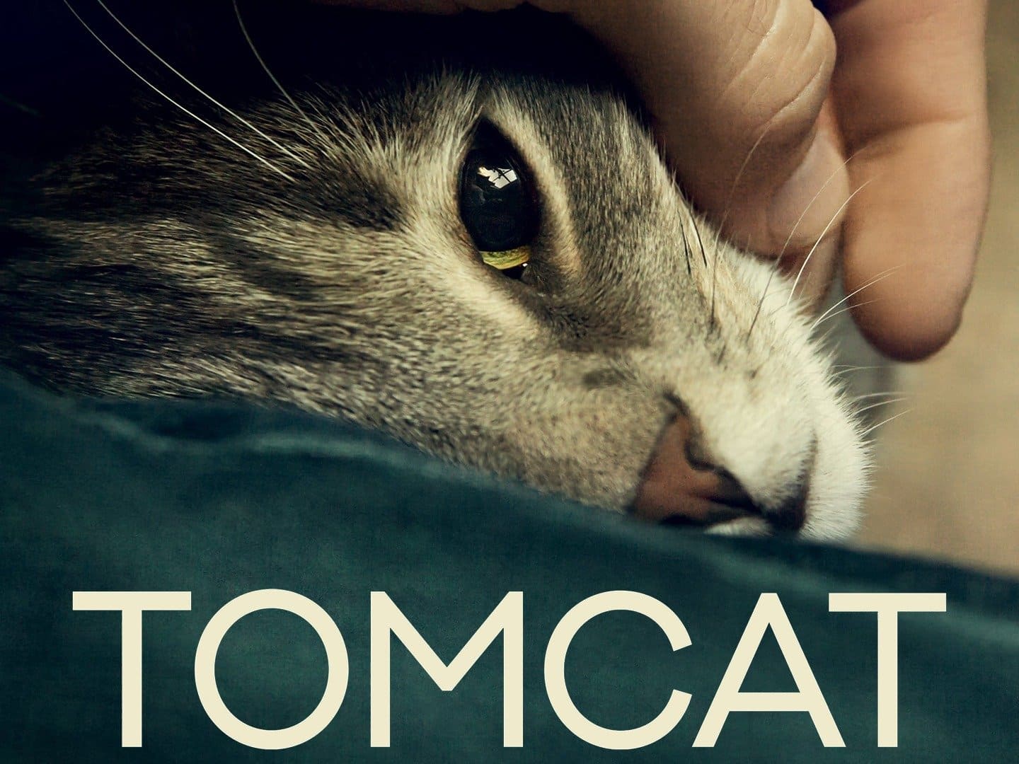 Tomcat